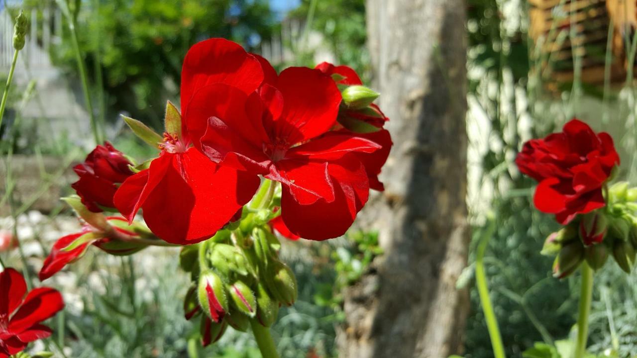 Barone 4 You شيبينيك المظهر الخارجي الصورة